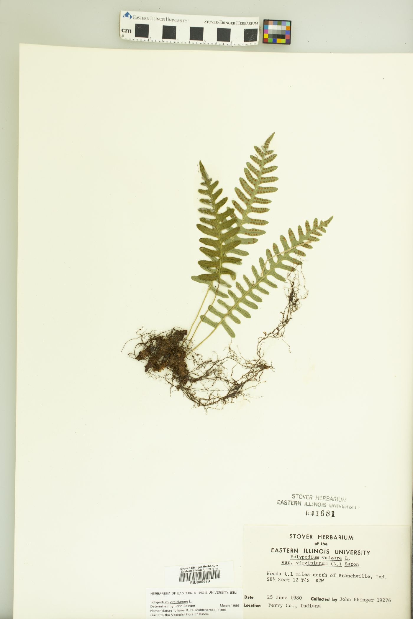 Polypodium vulgare var. virginianum image