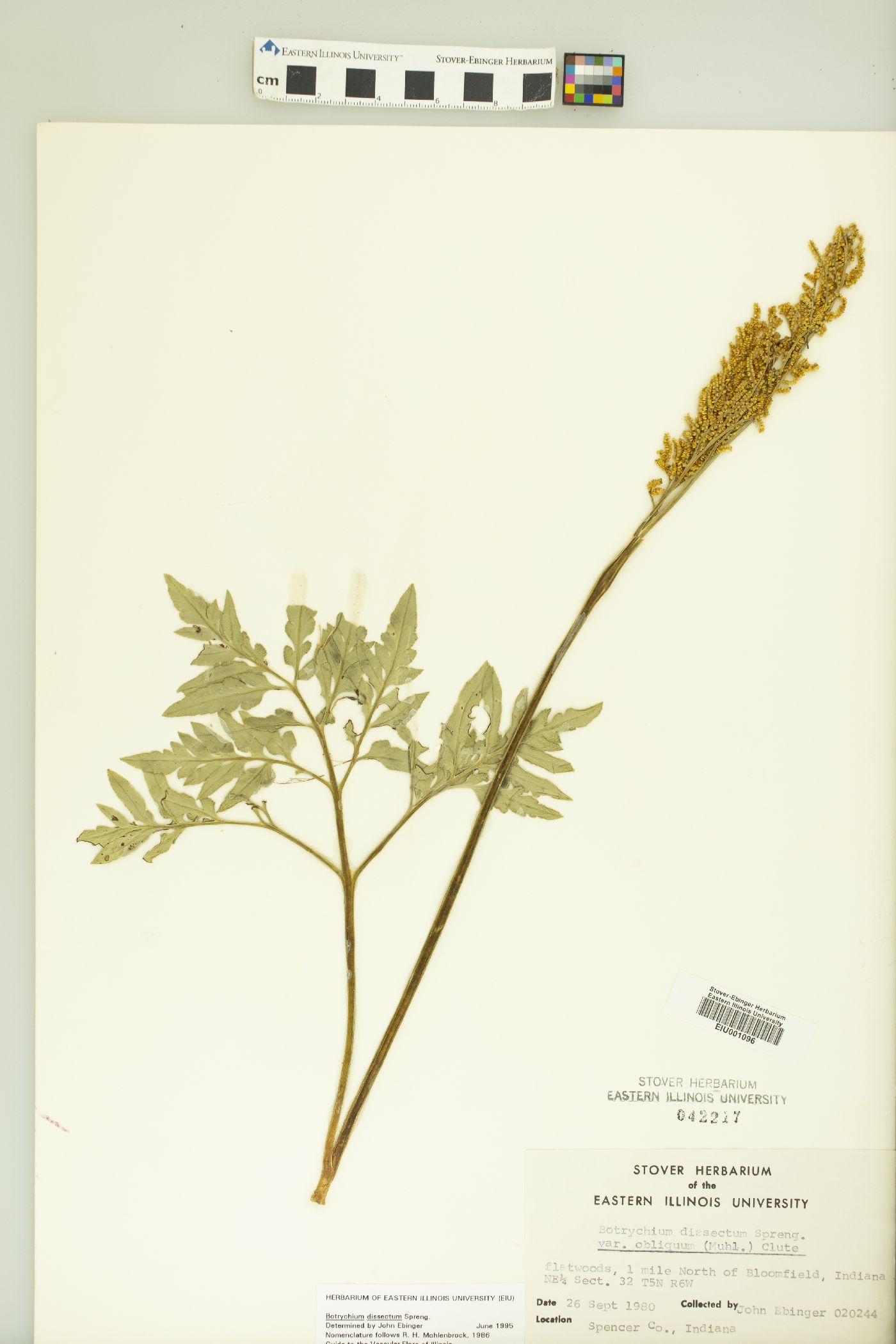 Botrychium acuminatum image