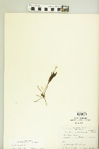 Ophioglossum engelmannii image