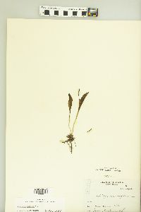 Ophioglossum engelmannii image