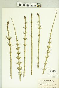 Equisetum fluviatile image