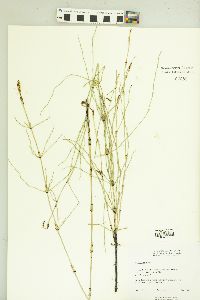 Equisetum palustre image