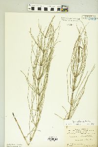 Equisetum palustre image