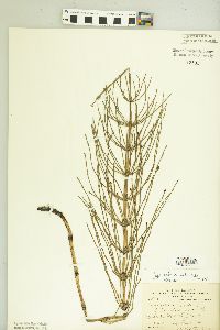 Equisetum palustre image