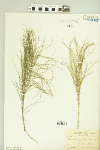 Equisetum pratense image