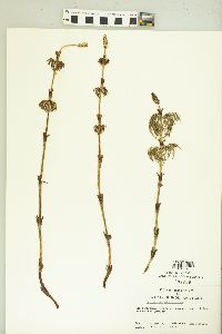 Equisetum sylvaticum image