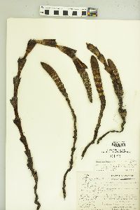 Equisetum telmateia image