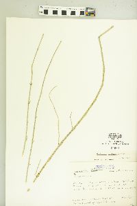 Equisetum variegatum image