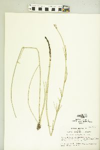 Equisetum variegatum image