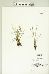 Isoëtes butleri image