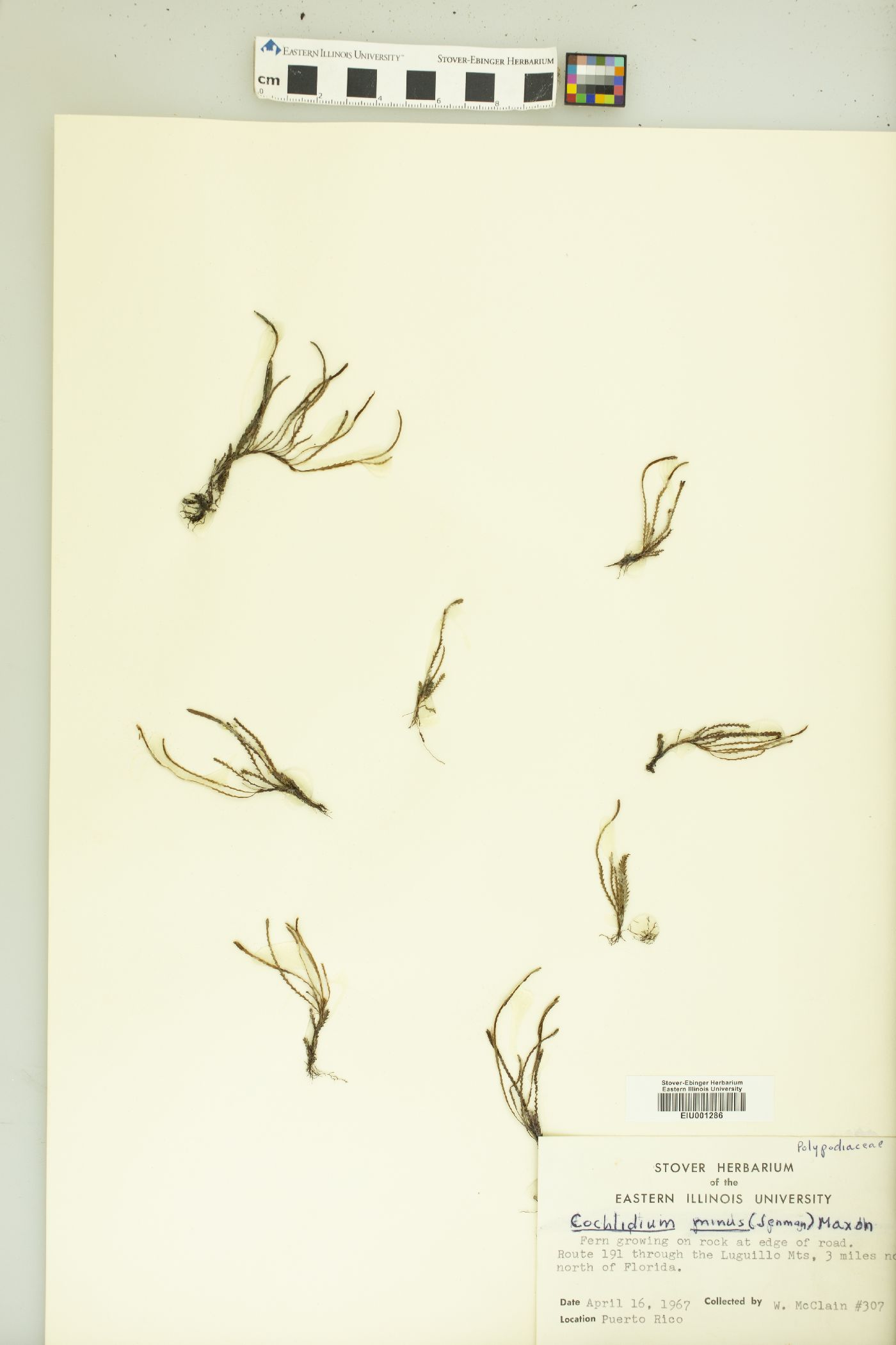 Cochlidium minus image