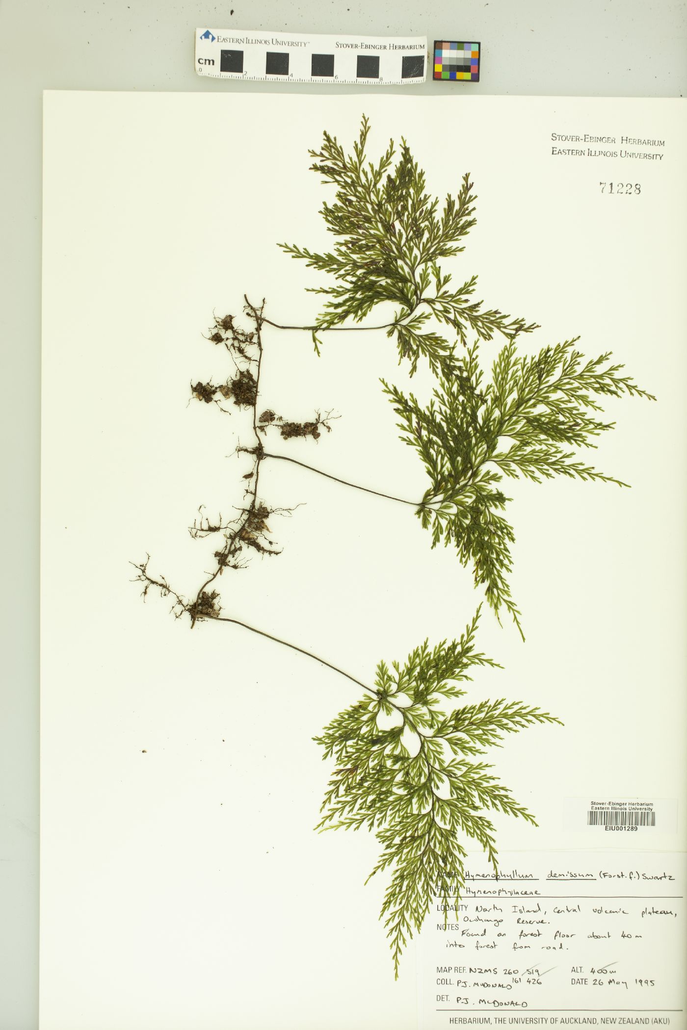 Hymenophyllum demissum image