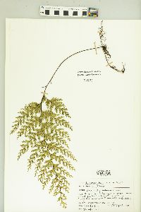 Hymenophyllum scabrum image