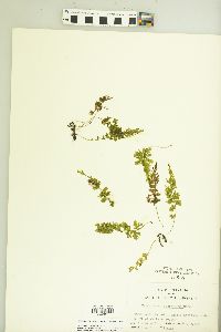 Vandenboschia boschiana image