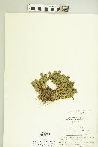 Lycopodium porophilum image