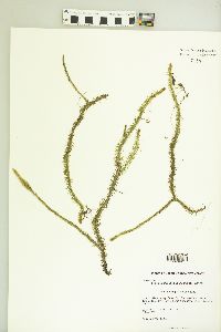 Lycopodiella alopecuroides image