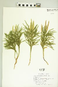 Dendrolycopodium hickeyi image