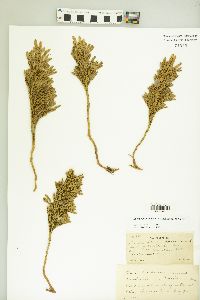 Dendrolycopodium hickeyi image