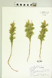 Dendrolycopodium hickeyi image