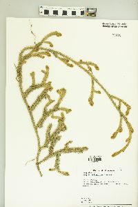 Lycopodium inundatum image