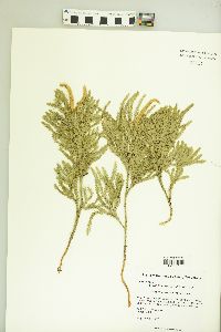 Dendrolycopodium dendroideum image