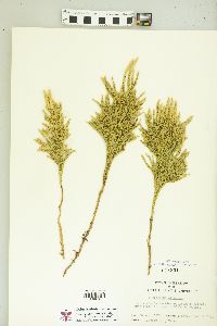 Dendrolycopodium hickeyi image