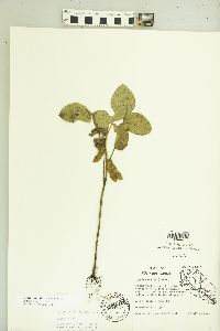 Glycine max image