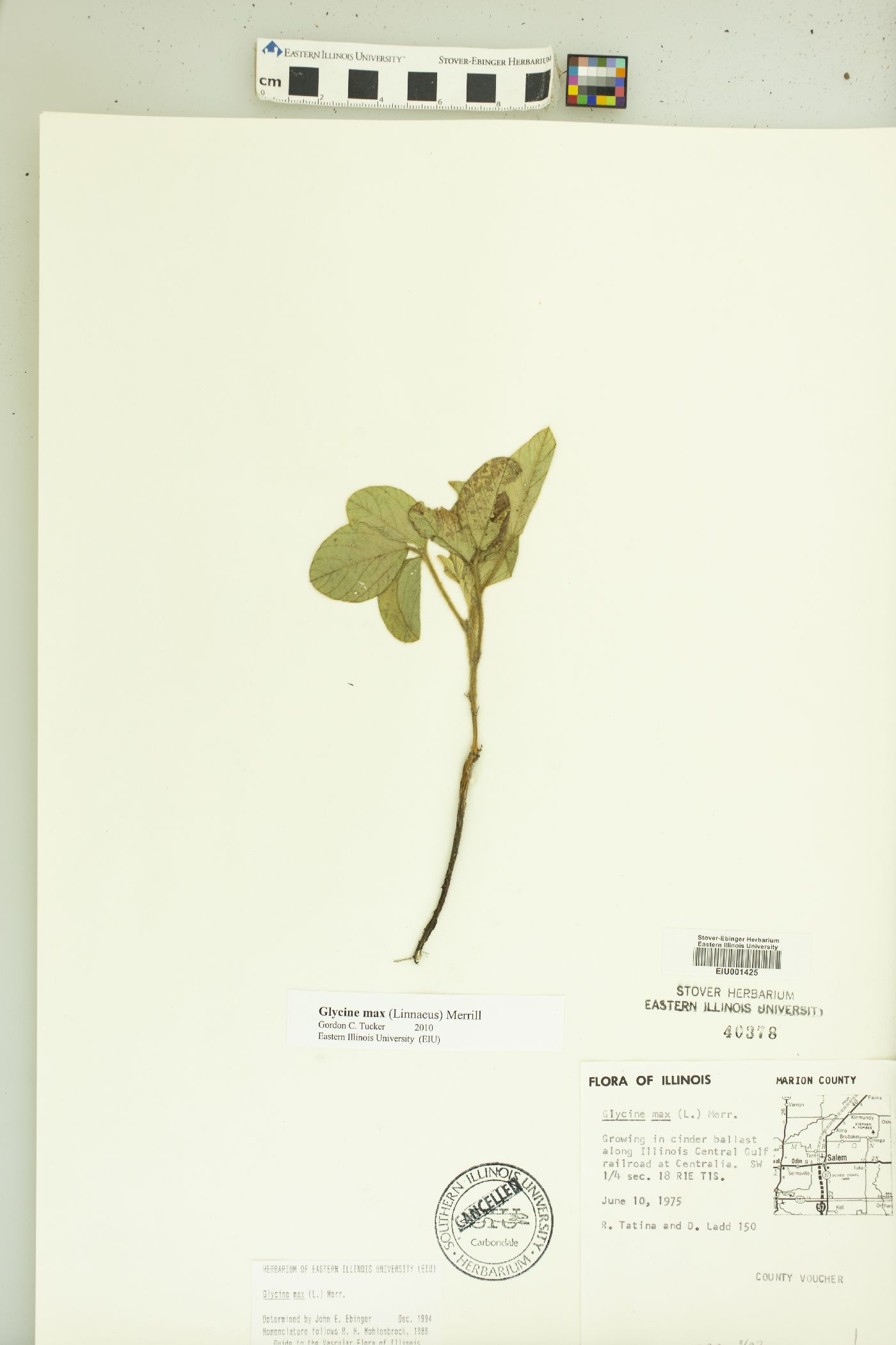 Rhynchosia pycnostachya image