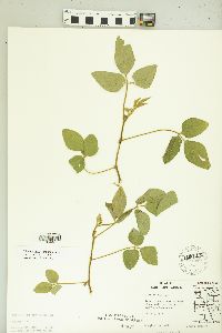 Glycine max image