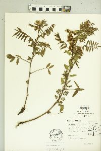 Glycyrrhiza lepidota image