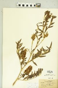 Glycyrrhiza lepidota image