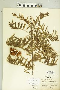 Glycyrrhiza lepidota image