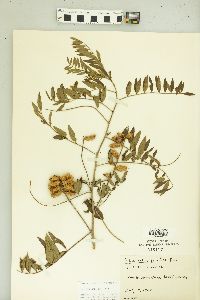 Glycyrrhiza lepidota image