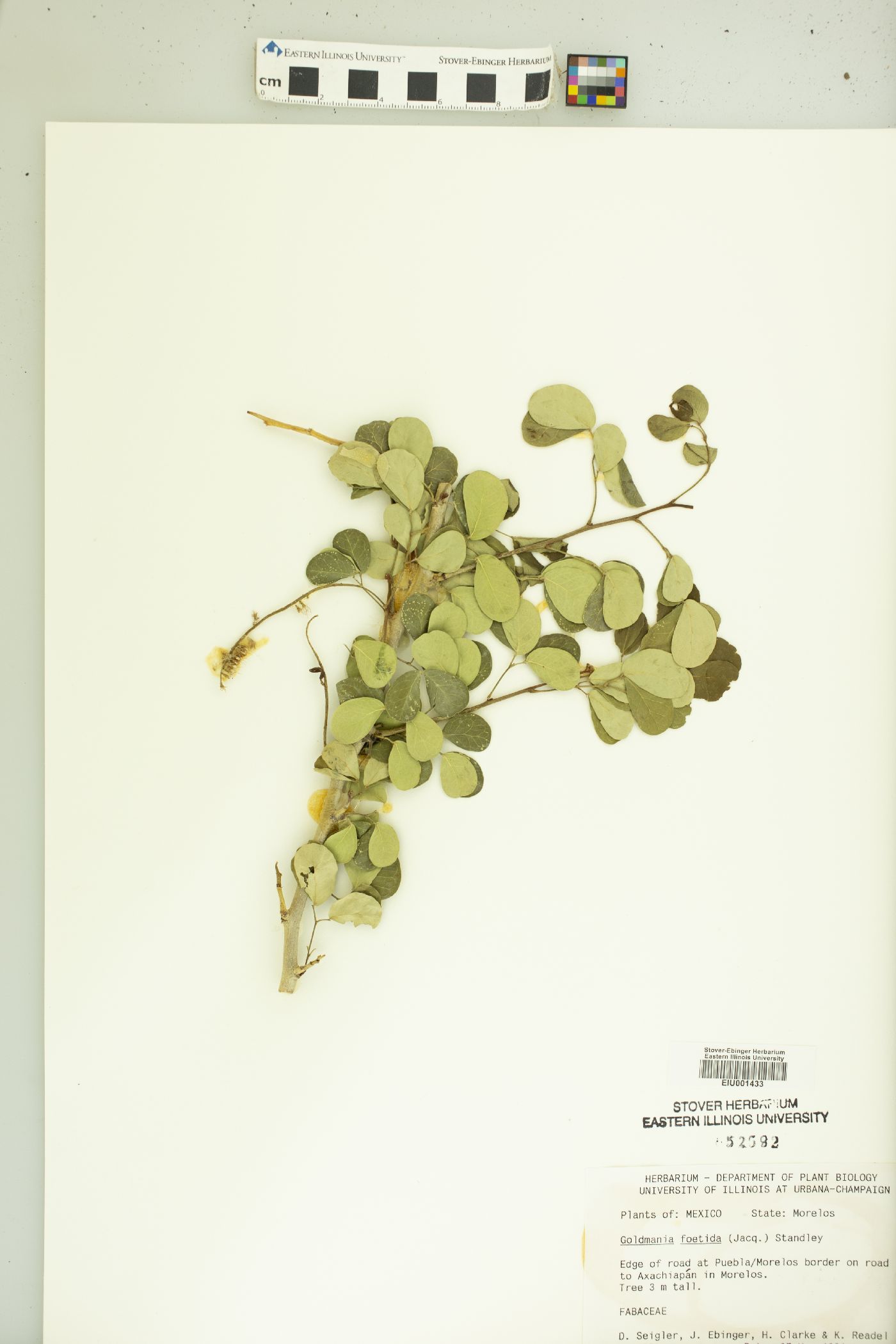 Goldmania foetida image