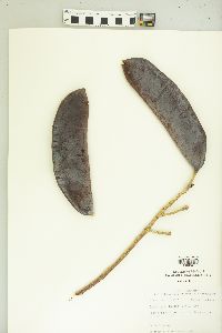 Gymnocladus dioicus image