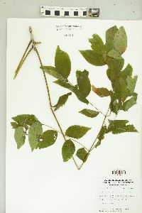 Gymnocladus dioicus image