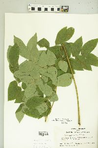 Gymnocladus dioicus image