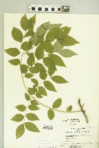 Gymnocladus dioicus image