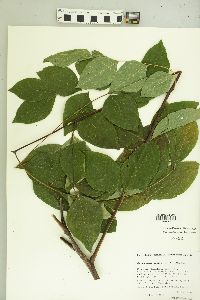 Gymnocladus dioicus image