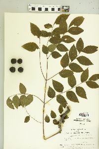 Gymnocladus dioicus image