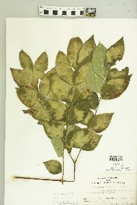 Gymnocladus dioicus image