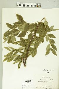 Gymnocladus dioicus image