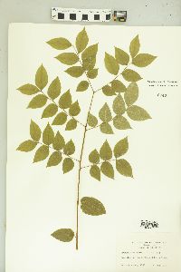 Gymnocladus dioicus image