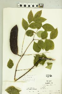 Gymnocladus dioicus image