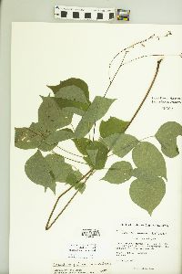 Desmodium cuspidatum image