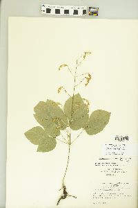 Hylodesmum glutinosum image