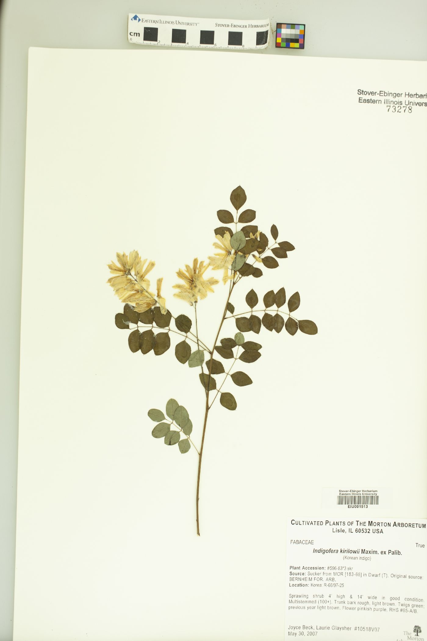 Indigofera kirilowii image