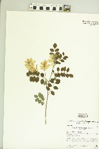 Indigofera kirilowii image