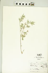 Indigofera miniata image