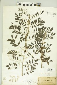 Indigofera tinctoria image